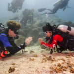 Scuba diving in the Catalinas Islands