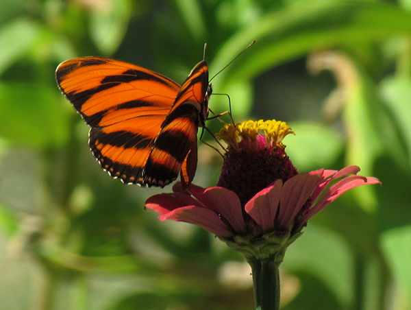Orange-winged butterfly in the Monteverde cloud forest