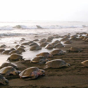 Turtles spawning in Ostional Costa Rica beach