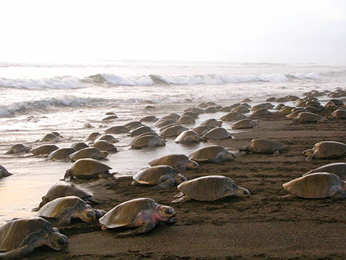 Turtles spawning in Ostional Costa Rica beach