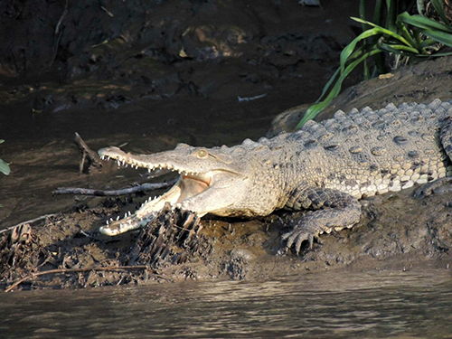 A crocodile in the estuary of Tamarindo