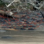 Small crabs on playa Huevo Costa Rica