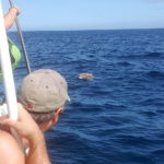Turtle watching in the private boat discovery combo